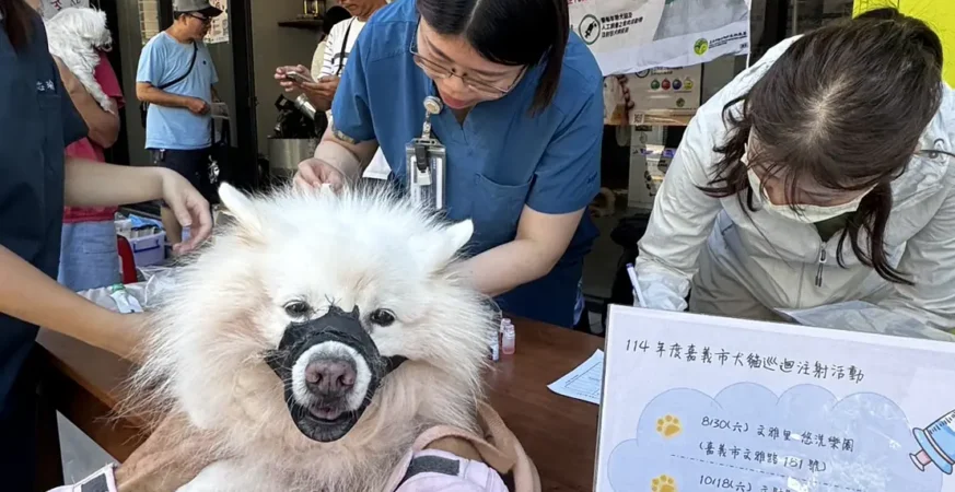 快帶毛孩報名！嘉義市絕育最高補助1500、免費狂犬疫苗限1500劑