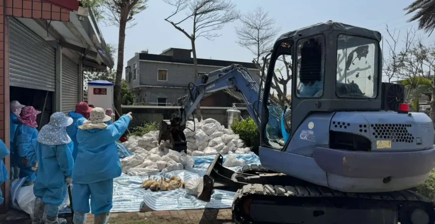 雲林水林傳2例屠宰場回溯禽流感　縣府嚴申隱匿疫情將重罰且不予補償